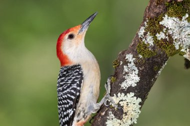 Kırmızı Göbekli Ağaçkakan Ağacın Dalına Tünemiş