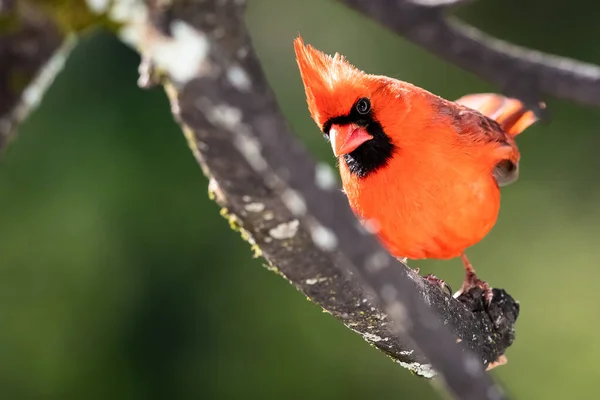 Cardenal Del Norte Encaramado Una Rama Árbol —  Fotos de Stock