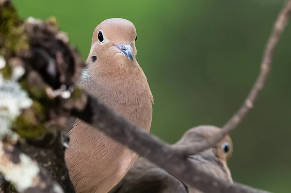 Ağaca Tünemiş Bir Çift Kederli Güvercin — Stok fotoğraf