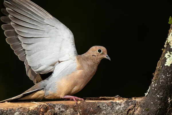 Profiel Van Een Rouwduif Met Uitgestrekte Vleugels — Stockfoto