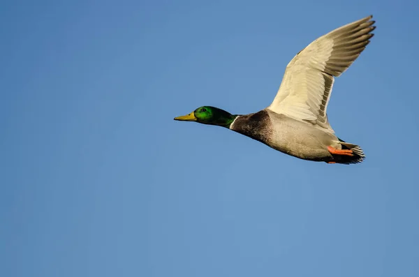 Mallard Eend Vliegend Een Blauwe Lucht — Stockfoto