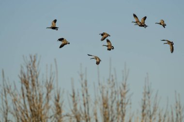 Kanada Kaz Sürüsü Bataklıklar Üzerinde Uçuyor