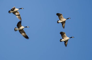 Kanada Kaz Sürüsü Mavi Gökte Uçuyor