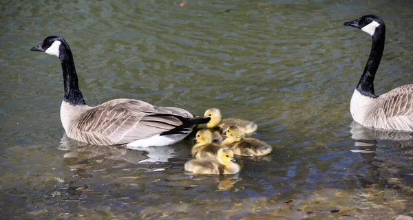 Adorable Newborn Goslings Swimming Mother — Stock Photo, Image