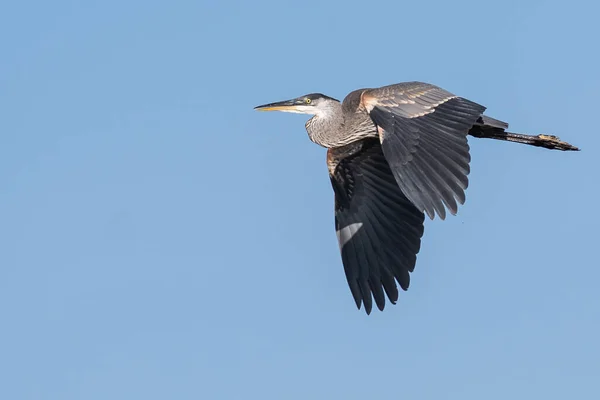 Great Blue Heron Flying Blue Sky — Stock Photo, Image