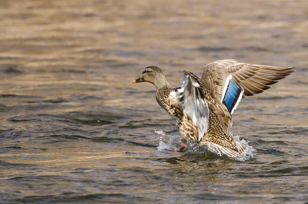 Mallard Duck Landing Chladné Vodě — Stock fotografie