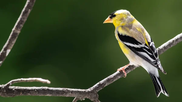 Amerikaanse Goudvink Takken Van Boom — Stockfoto