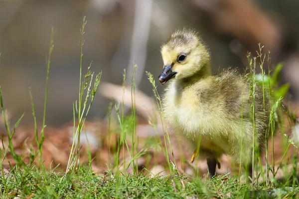 Newborn Gosling Exploring Fascinating New World — Stock Photo, Image