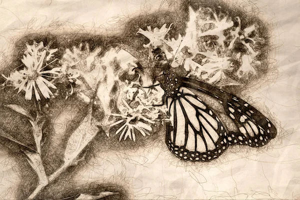 Эскиз Бабочки Монарха Потягивающей Нектар Цветка — стоковое фото
