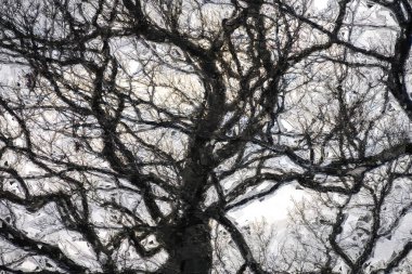 Soğuk Bulutlu Bir Sabahta Karanlık Uğursuz Siluetli Ağacın İzlenimci Stili Sanatı