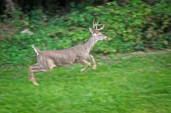 Impresjonistyczny Styl Dzieło Deer Walking Swobodnie Przez Otwarte Pole — Zdjęcie stockowe