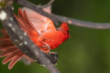 Kuzey Kardinaline Ağaçtan Uçma Alarmı