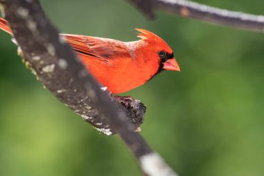 Bir ağaca tünemiş Kuzey Kardinaline haber verin.