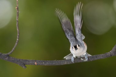 Ağaç Dalından Uçuşa Geçmek Üzere Tuked Titmouse