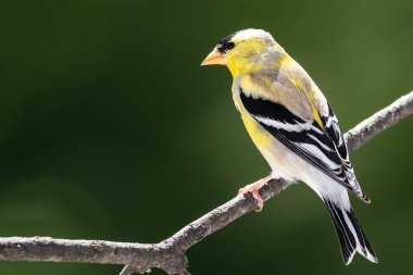 Amerikan ispinozu Ağaç dallarına tünedi