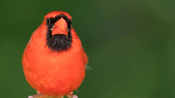 Cardinal Nord Contact Visuel Lorsqu Est Perché Sur Une Branche — Photo