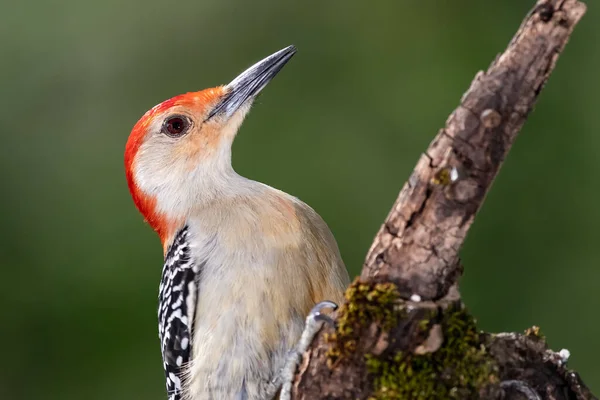 Picchio Dal Ventre Rosso Appollaiato Ramo Albero — Foto Stock