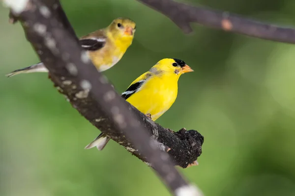 Pair of American Goldfinch Resting in a Tree