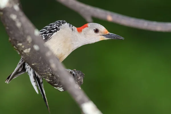 Perfil Red Bellied Woodpecker Perched Branch — Fotografia de Stock