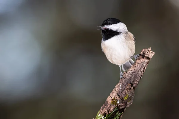 Carolina Chickadee Usiadła Delikatnie Smukłej Gałęzi — Zdjęcie stockowe