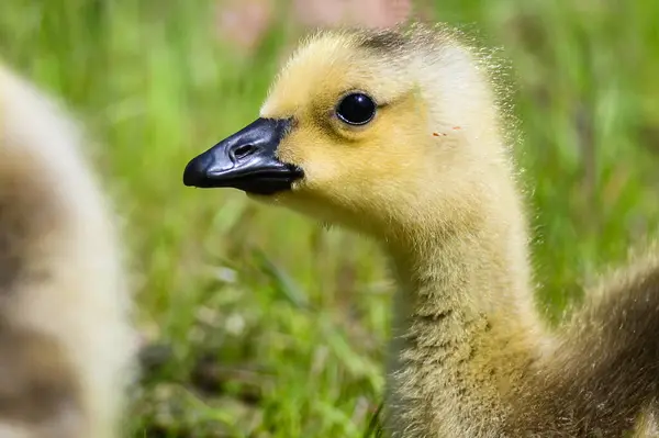 Fermer Profil Adorable Gosling Nouveau — Photo