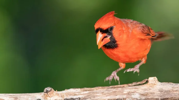 Nördlicher Kardinal Thront Auf Einem Ast — Stockfoto