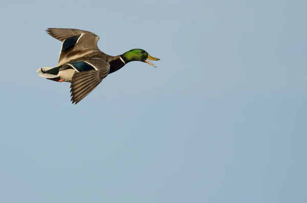 Mallard Duck Flying Blue Sky — Stock Photo, Image