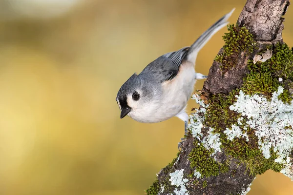 Souris Touffue Perchée Sur Une Branche Automne — Photo