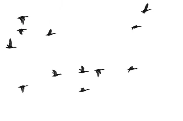 Flock Flying Ducks Silhouetted White Background — Stock Photo, Image