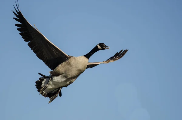 Lone Canada Goose Flying Blue Sky — Stock Photo, Image