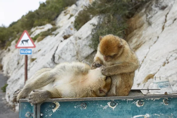 ジブラルタルのバーバリーマカク猿のカップル. — ストック写真