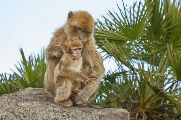 Мать и младенец обезьян-макаков из Гибралтара . — стоковое фото