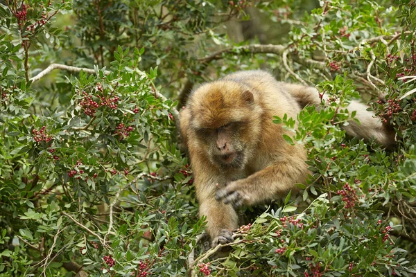 ジブラルタルのバーバリーマカク猿のクローズ アップ. — ストック写真