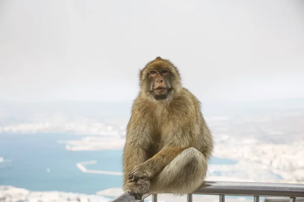 ジブラルタルのバーバリーマカク猿 — ストック写真