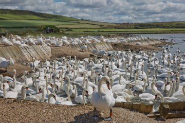 Dorset 'teki Abbotsbury Swannery' de beslenme saatinde kuğu sürüsü