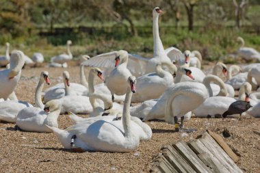 Dorset 'teki Abbotsbury Swannery' de beslenme saatinde kuğu sürüsü