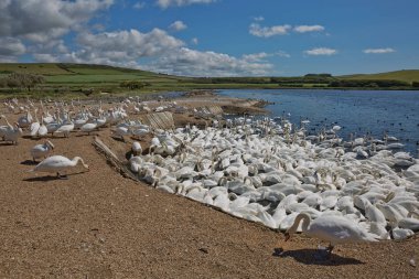 Dorset 'teki Abbotsbury Swannery' de beslenme saatinde kuğu sürüsü