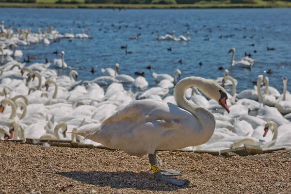 Dorset 'teki Abbotsbury Swannery' de beslenme saatinde kuğu sürüsü