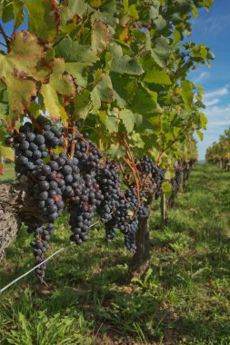 Güney Fransa'da Provence bağ üzüm