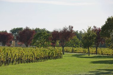 Güney Fransa'da Provence bağ üzüm
