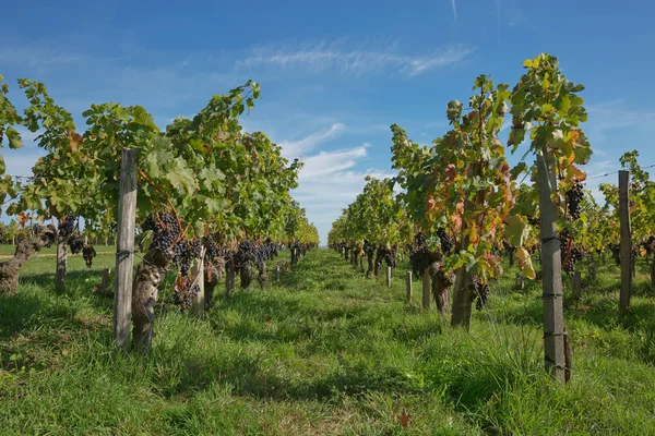 Güney Fransa'da Provence bağ üzüm — Stok fotoğraf