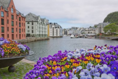 Alesund eski deniz manzaralı Art Nouveau tarzı evler ve çiçek açan rengarenk çiçekler.