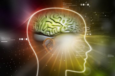 kadın beyin gösterimi 3D çizimi