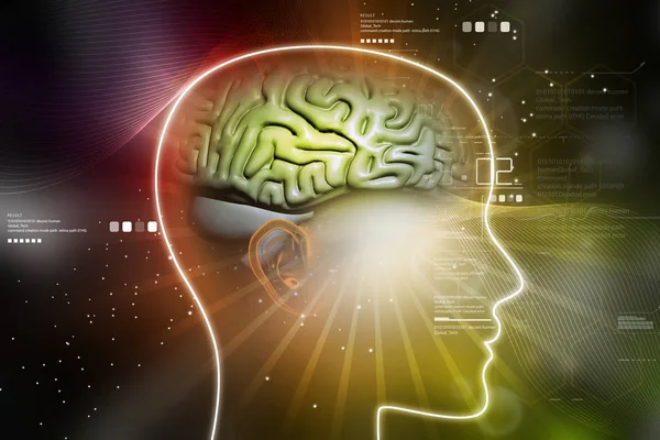 kadın beyin gösterimi 3D çizimi