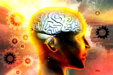 kadın beyin sunumunu 3D çizimi