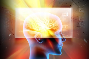 kadın beyin gösterimi 3D çizimi