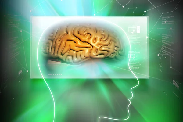 Ilustracja 3D reprezentacji kobiet mózgu — Zdjęcie stockowe
