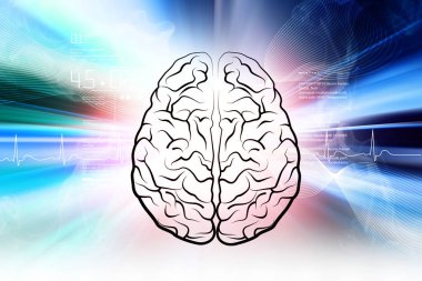 Dijital illüstrasyon insan beyninin yapısı