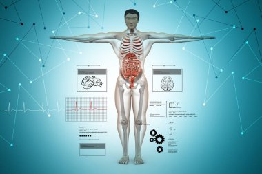 insan vücudu anatomisi dijital illüstrasyon