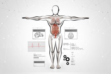   insan vücudu anatomisi dijital illüstrasyon